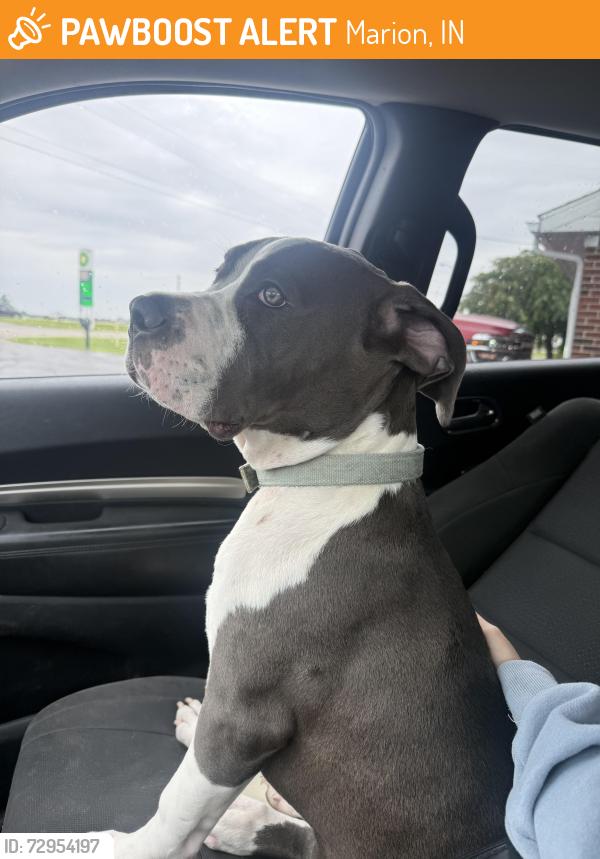 Found/Stray Female Dog last seen Country RD 700, Marion, IN 46953