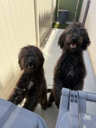 Reunited Unknown Dog last seen Hesperia, CA, USA, Hesperia, CA 92340