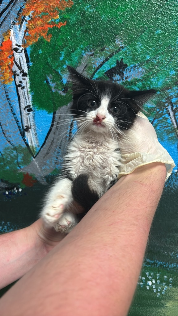 Shelter Stray Male Cat last seen Bexar County, New Braunfels, TX 78130