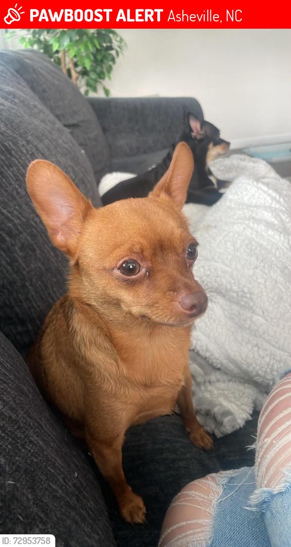 Lost Male Dog last seen Brooks cove, Asheville, NC 28806