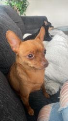 Lost Male Dog last seen Brooks cove, Asheville, NC 28806