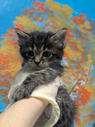Shelter Stray Male Cat last seen Bexar County, New Braunfels, TX 78130