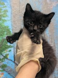 Shelter Stray Male Cat last seen Bexar County, New Braunfels, TX 78130