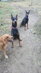 Lost Female Dog last seen Handley and lancaster, Fort Worth, TX 76112