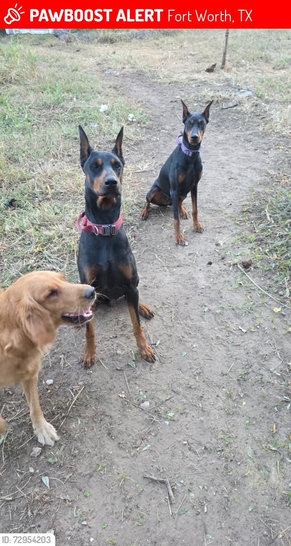 Lost Female Dog last seen Handley and lancaster, Fort Worth, TX 76112