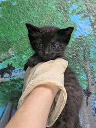 Shelter Stray Female Cat last seen Bexar County, New Braunfels, TX 78130