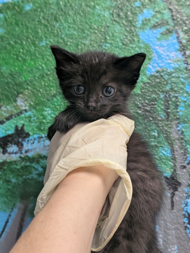 Shelter Stray Female Cat last seen Bexar County, New Braunfels, TX 78130
