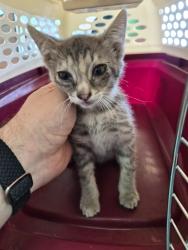 Shelter Stray Female Cat last seen Bexar County, New Braunfels, TX 78130