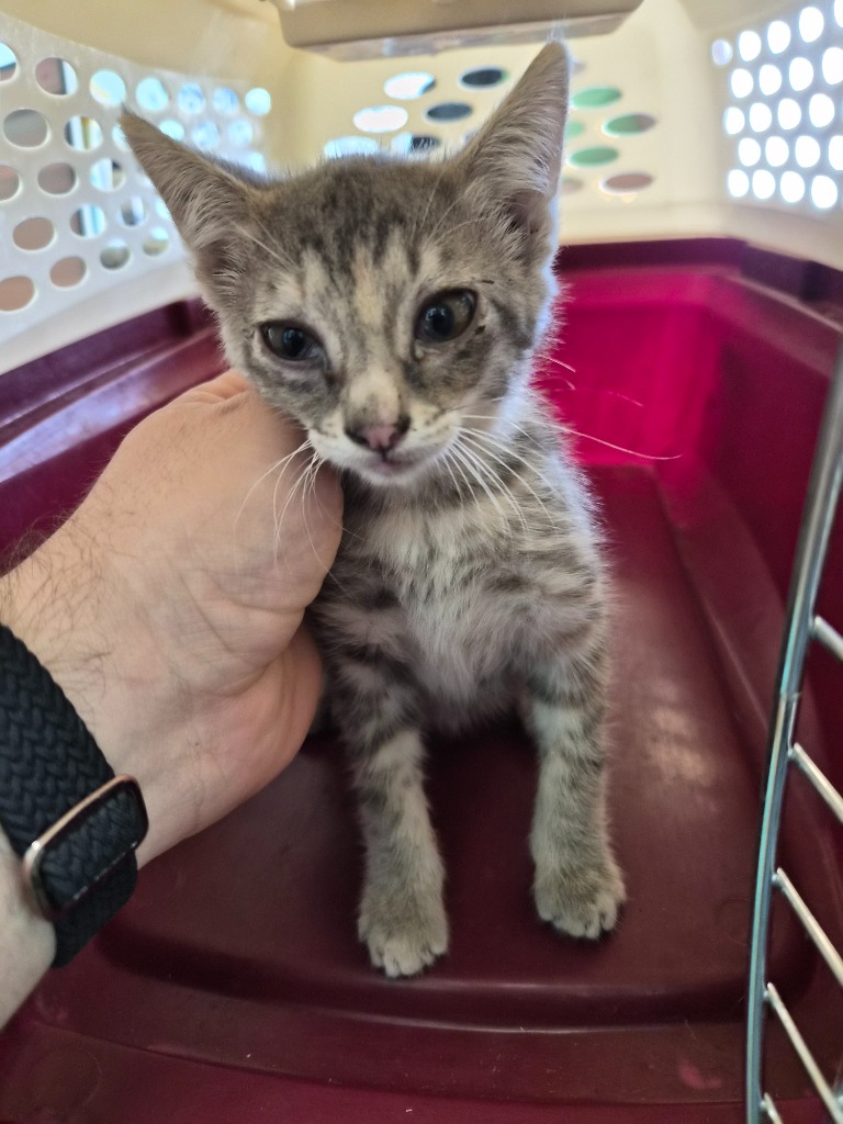 Shelter Stray Female Cat last seen Bexar County, New Braunfels, TX 78130