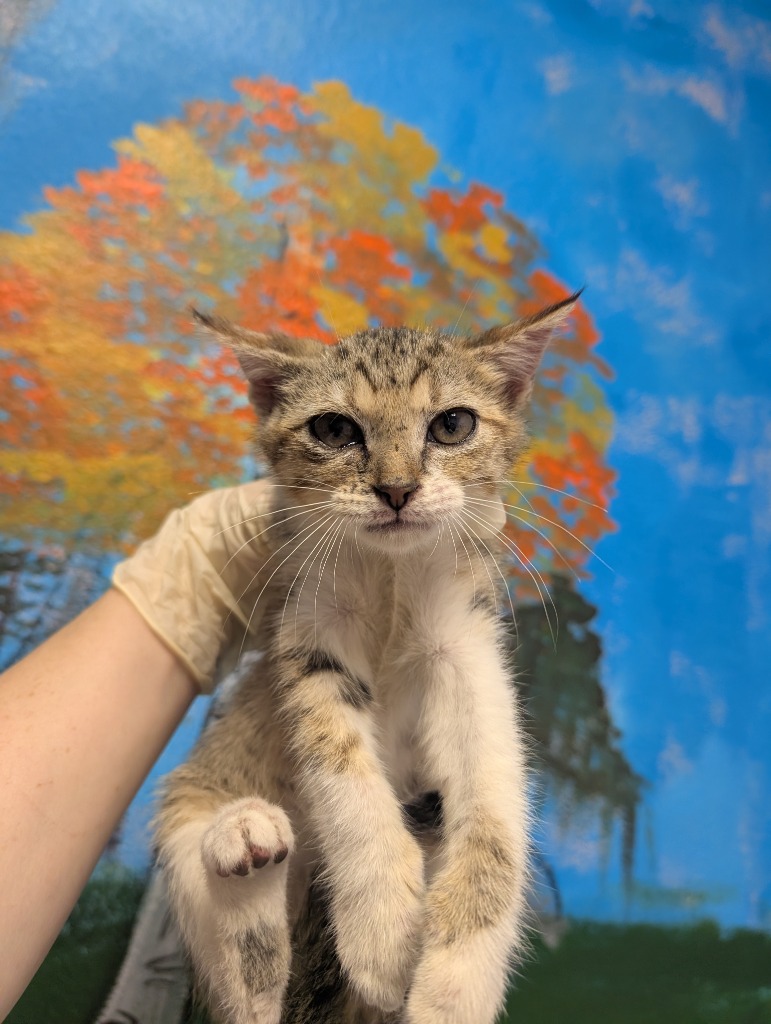 Shelter Stray Male Cat last seen Bexar County, New Braunfels, TX 78130