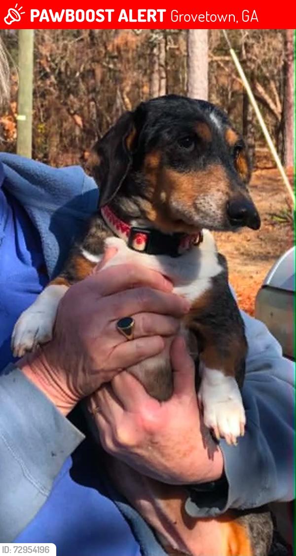 Lost Female Dog last seen South Old Belair Road between South Belair Road and Oakley Pirkle Road, Grovetown, GA 30813