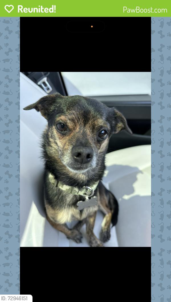 Reunited Male Dog last seen Gibson galleria , Henderson, NV 89074
