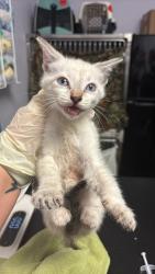 Shelter Stray Female Cat last seen Bexar County, New Braunfels, TX 78130