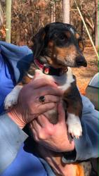 Lost Female Dog last seen South Old Belair Road between South Belair Road and Oakley Pirkle Road, Grovetown, GA 30813