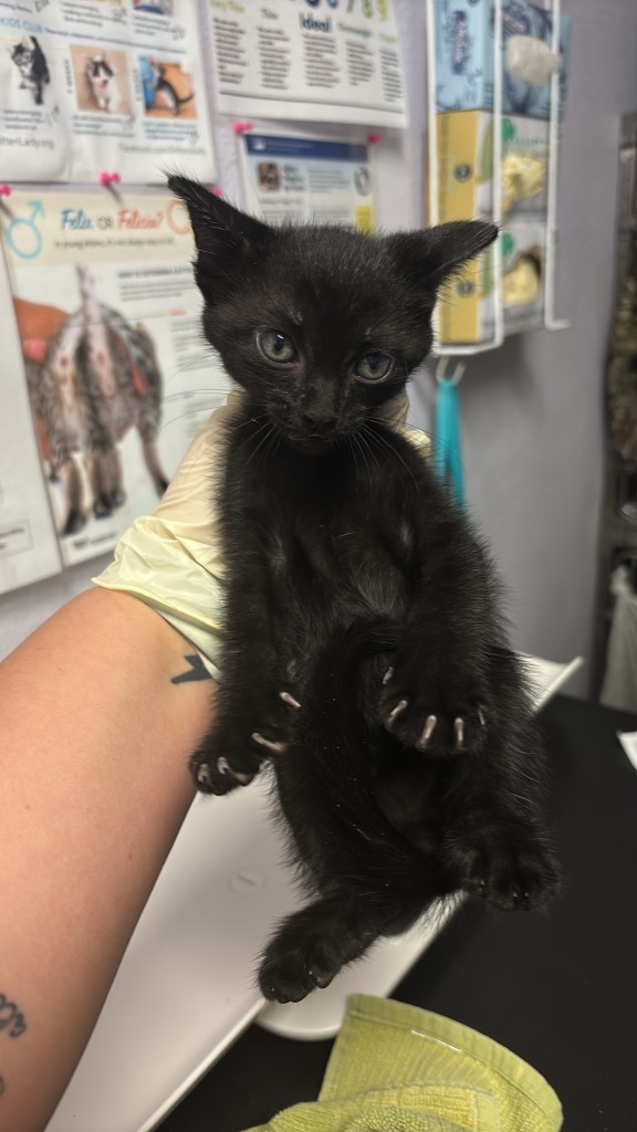 Shelter Stray Male Cat last seen Bexar County, New Braunfels, TX 78130