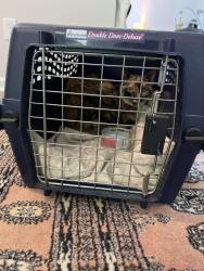 Reunited Female Cat last seen Jeff waters circle, Horry County, SC 29568