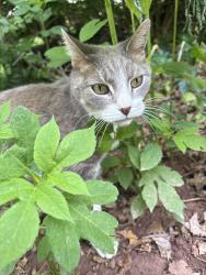 Found/Stray Unknown Cat last seen On the walking trail (wooded) behind the noted address and tennis court, Herndon, VA 20171