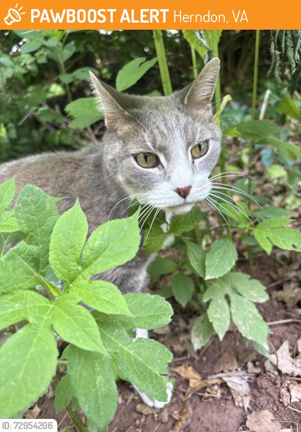 Found/Stray Unknown Cat last seen On the walking trail (wooded) behind the noted address and tennis court, Herndon, VA 20171