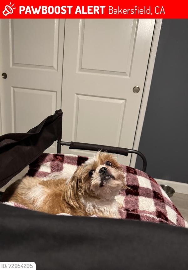 Lost Male Dog last seen Allen and Jenkins, Bakersfield, CA 93312