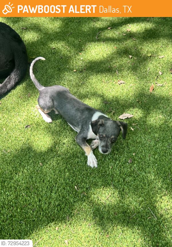 Found/Stray Male Dog last seen Barbaree, Dallas, TX 75228