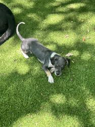 Found/Stray Male Dog last seen Barbaree, Dallas, TX 75228