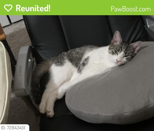 Reunited Female Cat last seen Village Green Dr and then began hiding around nearby houses, Cleveland, TN 37312