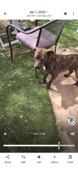 Reunited Female Dog last seen Across from Eon , Little Rock, AR 72205