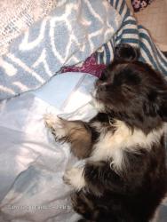 Lost Female Dog last seen El Paso St houston tx Denver harvor, Houston, TX 77023