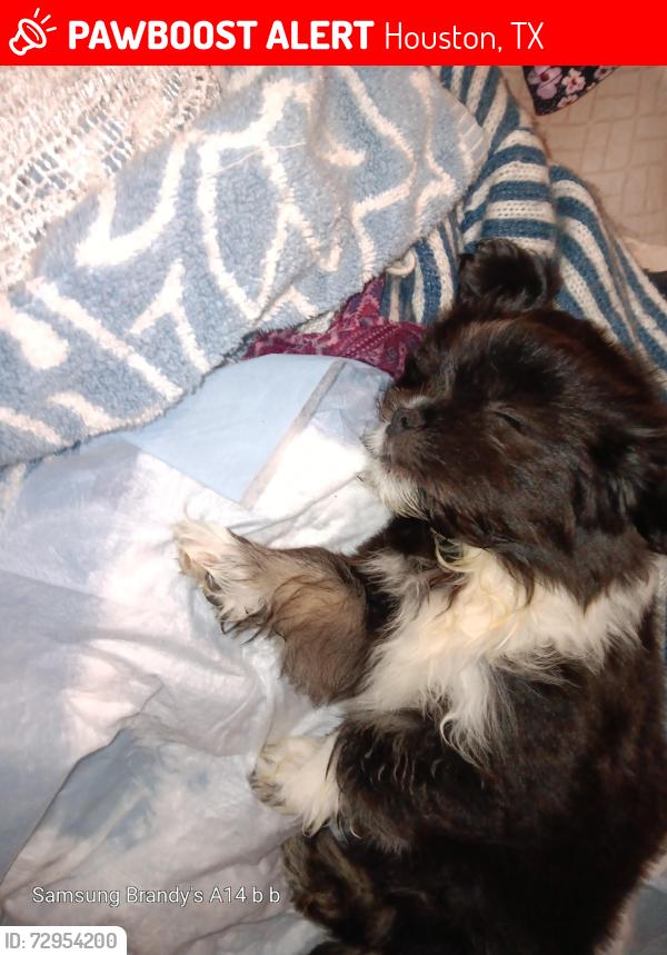 Lost Female Dog last seen El Paso St houston tx Denver harvor, Houston, TX 77023