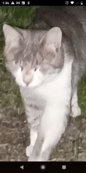Found/Stray Unknown Cat last seen near eastfork, Batavia, OH 45103