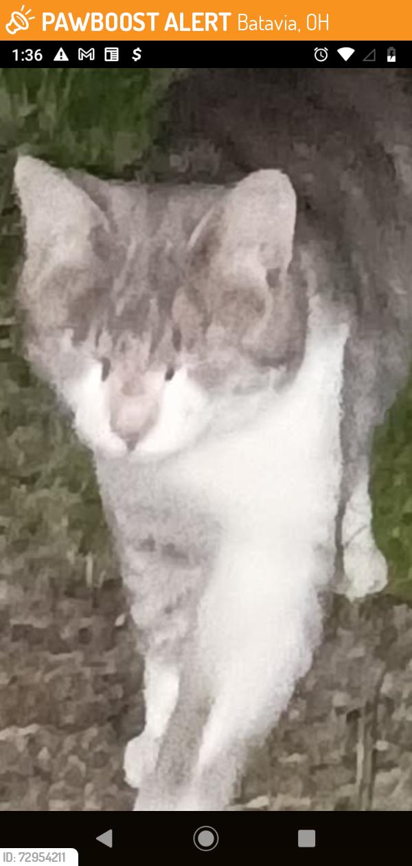 Found/Stray Unknown Cat last seen near eastfork, Batavia, OH 45103