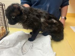 Shelter Stray Male Cat last seen Near BLOCK MILL ST, COLORADO SPRINGS CO 80903, Colorado Springs, CO 80905