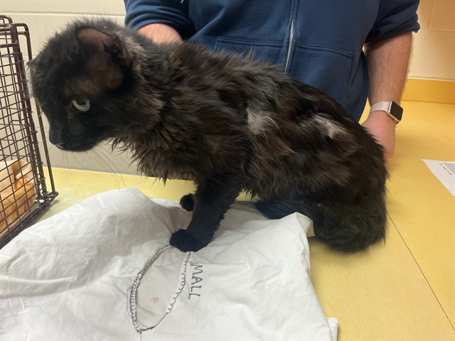 Shelter Stray Male Cat last seen Near BLOCK MILL ST, COLORADO SPRINGS CO 80903, Colorado Springs, CO 80905