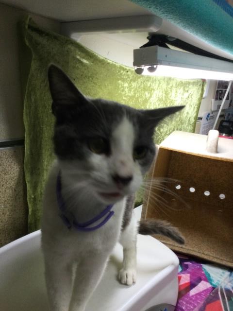 Shelter Stray Male Cat last seen CANYONCREST DR /UNIVERSITY AVE RIVERSIDE CA, Jurupa Valley, CA 92509