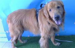 Shelter Stray Male Dog last seen , Gardena, CA 90248