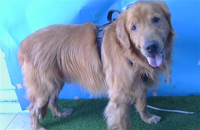Shelter Stray Male Dog last seen , Gardena, CA 90248