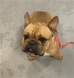 Shelter Stray Male Dog last seen Near BLOCK MADERA ST, HEMET CA 92543, San Jacinto, CA 92582