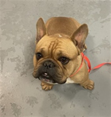 Shelter Stray Male Dog last seen Near BLOCK MADERA ST, HEMET CA 92543, San Jacinto, CA 92582