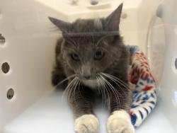 Shelter Stray Male Cat last seen Near BLOCK N 40TH ST, Milwaukee, WI 53215