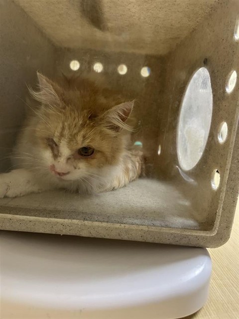 Shelter Stray Male Cat last seen OREGON DR & MONTEREY WAY, Sacramento, CA 95818