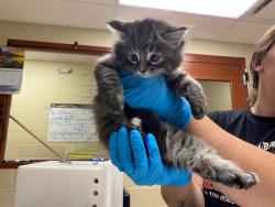 Shelter Stray Female Cat last seen Near BLOCK S AUSTIN ST, Milwaukee, WI 53215
