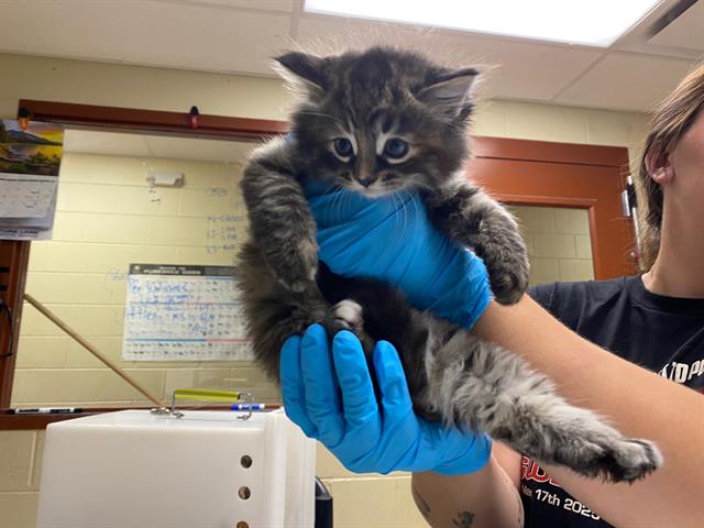 Shelter Stray Female Cat last seen Near BLOCK S AUSTIN ST, Milwaukee, WI 53215