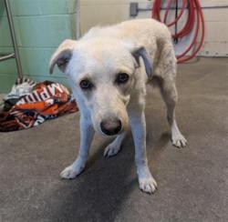 Shelter Stray Male Dog last seen 71ST ST & 18TH AVE, Sacramento, CA 95818