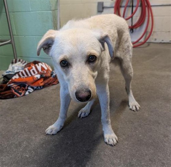Shelter Stray Male Dog last seen 71ST ST & 18TH AVE, Sacramento, CA 95818