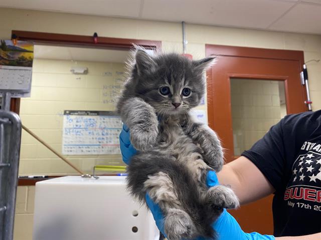 Shelter Stray Female Cat last seen Near BLOCK S AUSTIN ST, Milwaukee, WI 53215