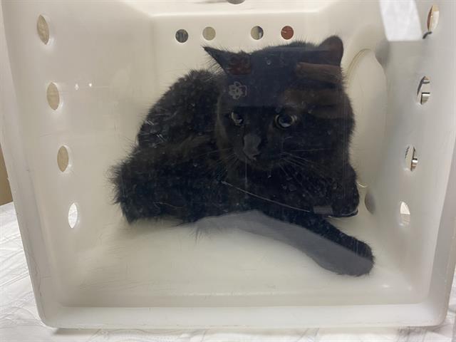 Shelter Stray Male Cat last seen Near BLOCK W BRANTING LN, Milwaukee, WI 53215