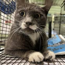 Shelter Stray Female Cat last seen , Los Angeles, CA 90047