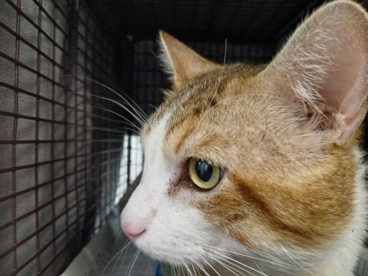 Shelter Stray Male Cat last seen , Los Angeles, CA 90047