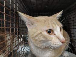 Shelter Stray Male Cat last seen , Los Angeles, CA 90047