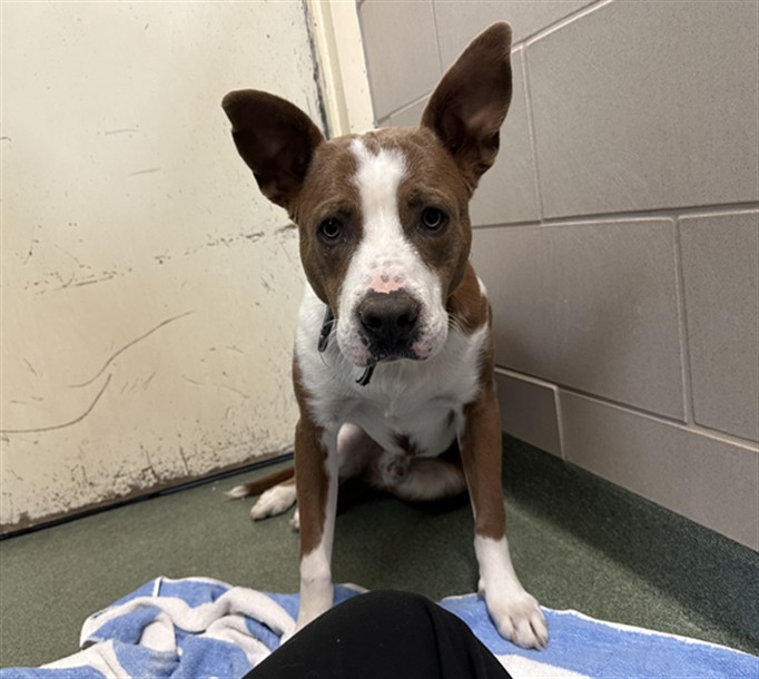 Shelter Stray Male Dog last seen Near BLOCK A ARROYO NAMBE NM 87501, Santa Fe, NM 87507